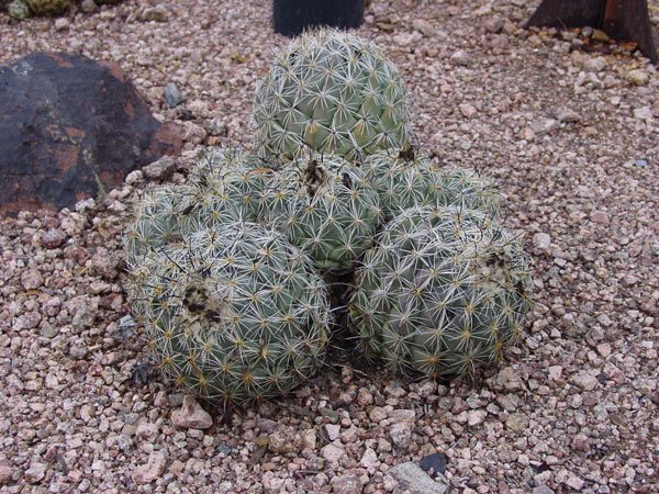 Coryphantha_pycnacantha